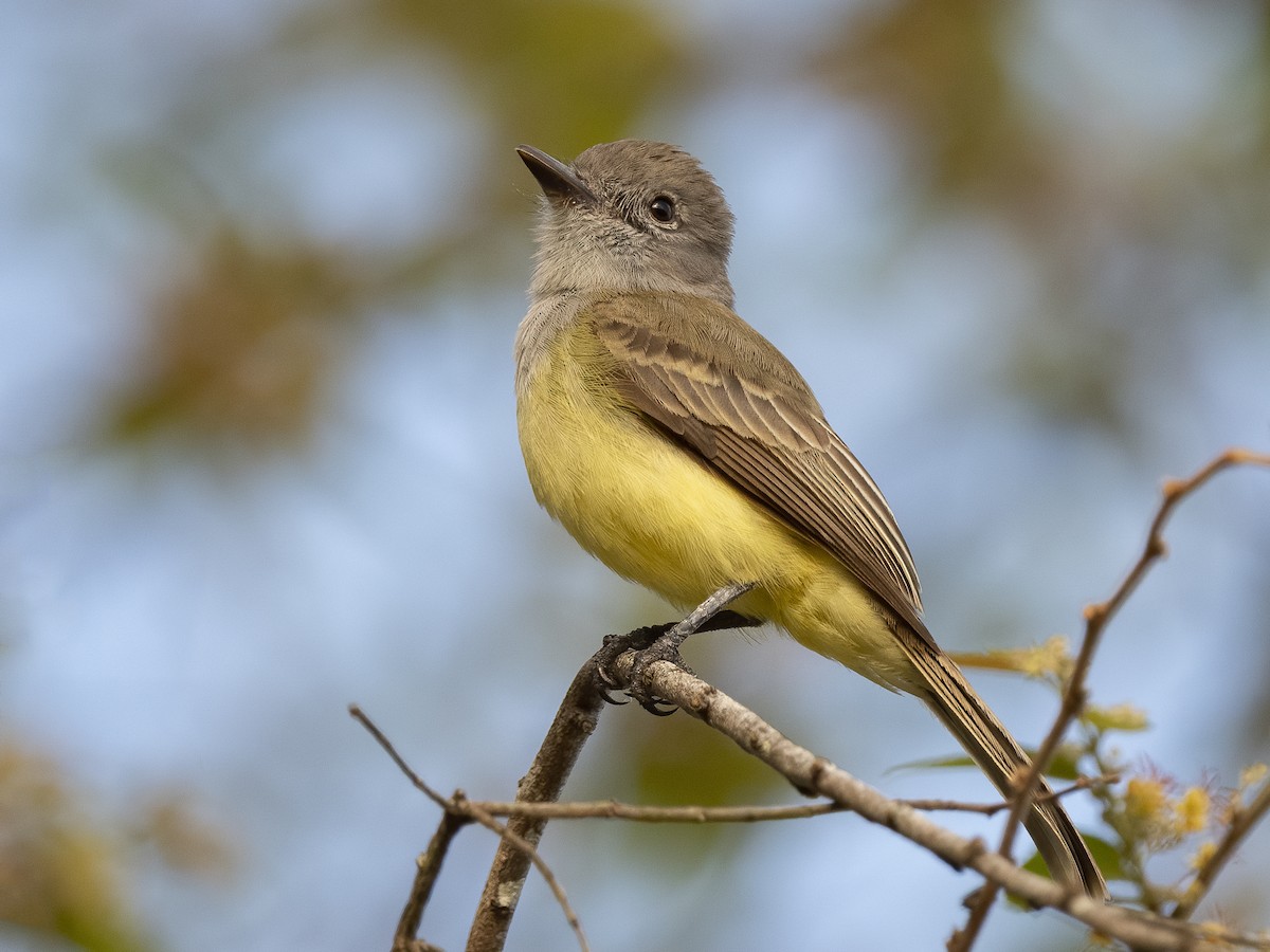 Panama Flycatcher - Myiarchus panamensis - Birds of the World