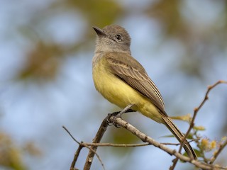  - Panama Flycatcher