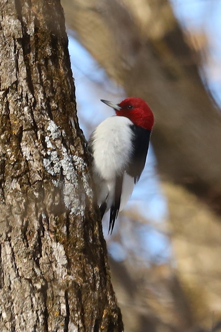 Red-headed Woodpecker - ML213292511