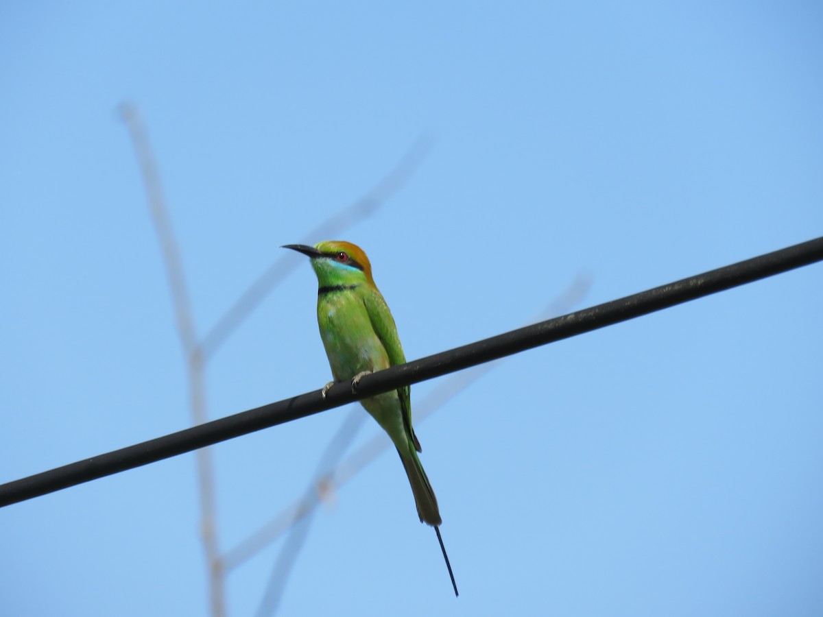 Asian Green Bee-eater - ML213293671