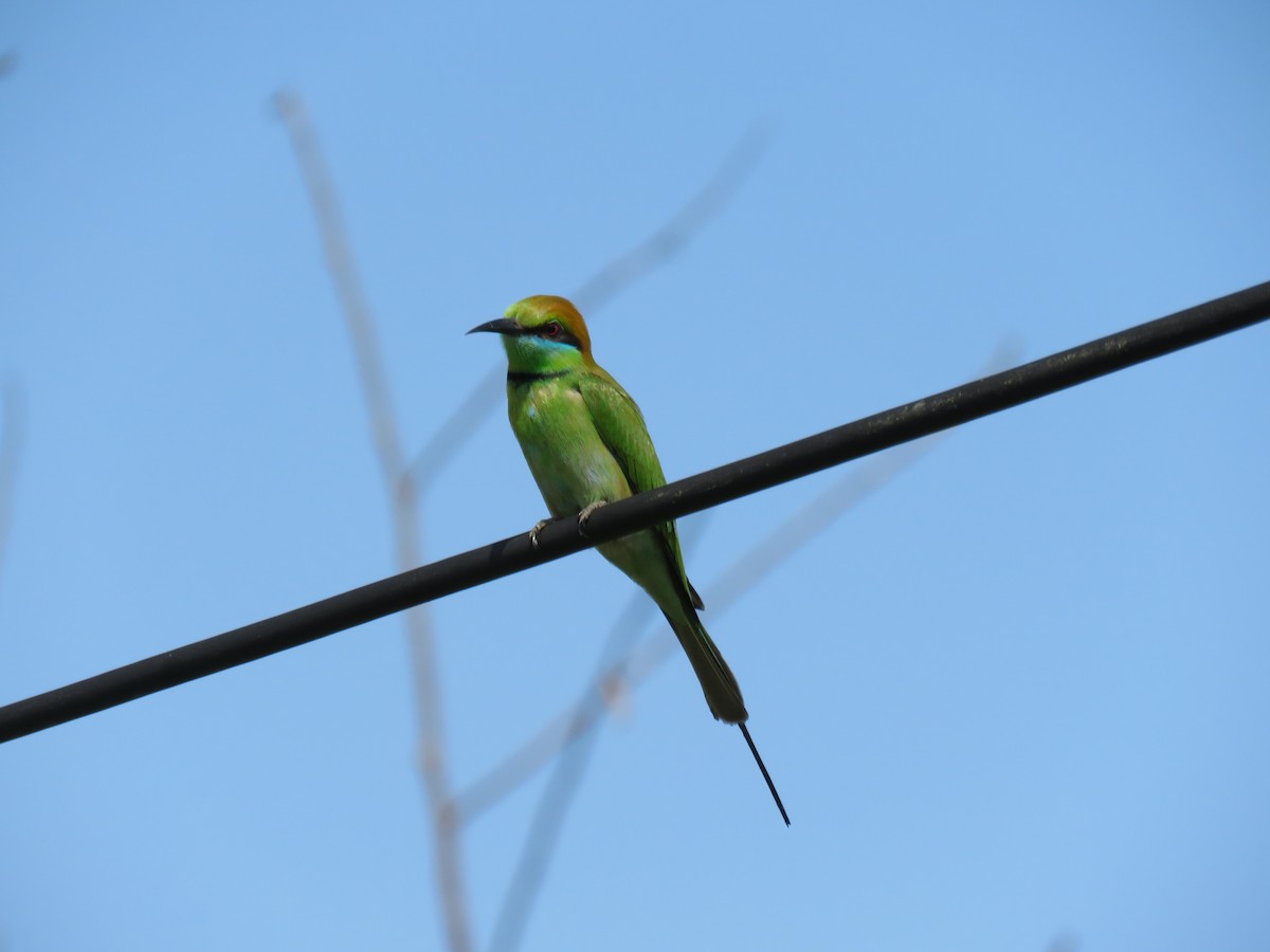 Asian Green Bee-eater - ML213293691