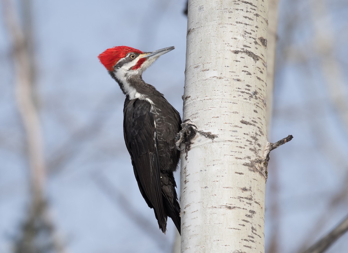Pileated Woodpecker - ML213294221