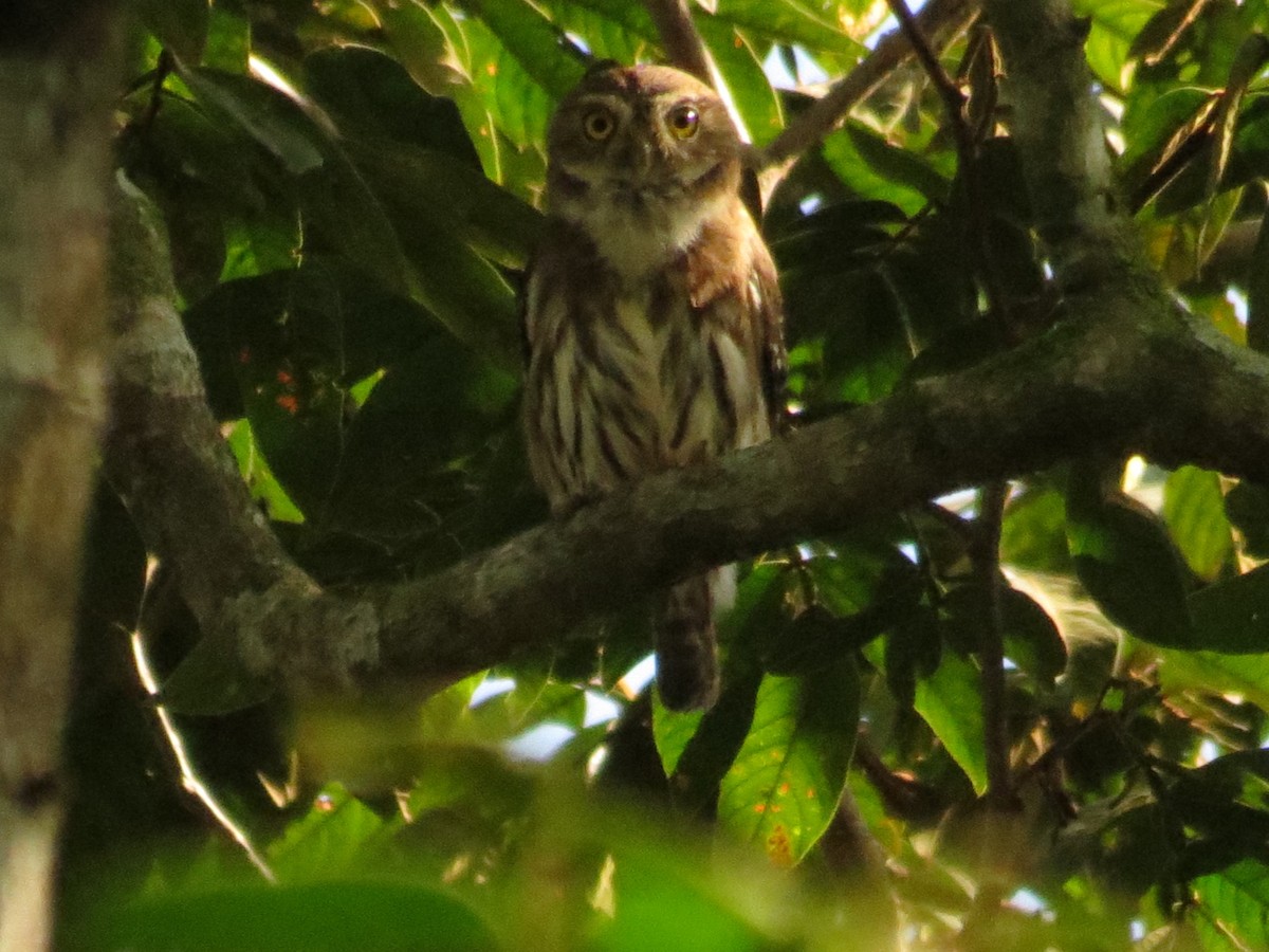Ferruginous Pygmy-Owl - ML21329451