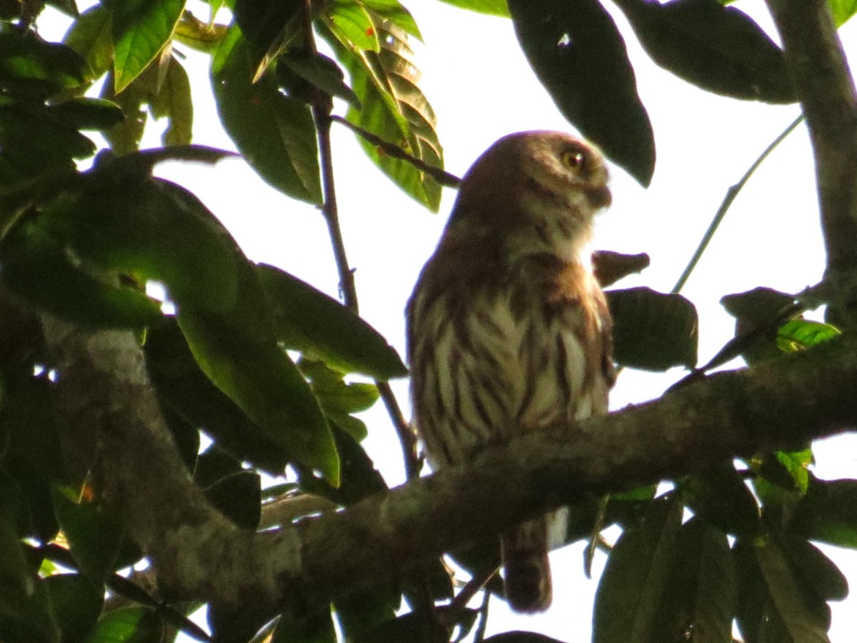 Ferruginous Pygmy-Owl - ML21329461