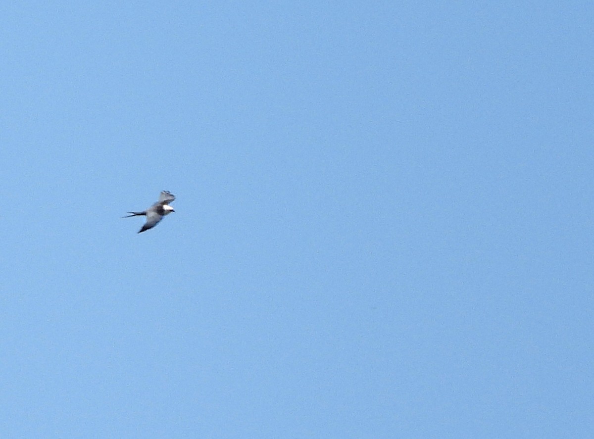 Swallow-tailed Kite - ML213294871
