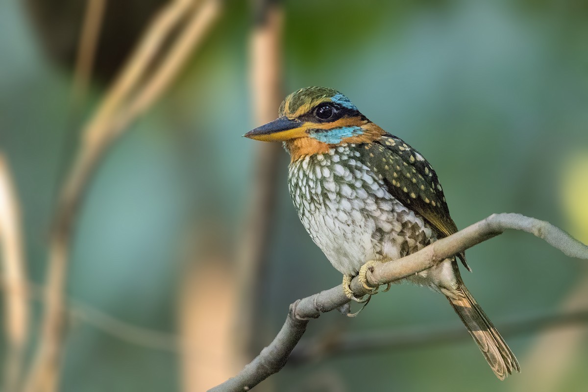 Spotted Kingfisher - ML213296291