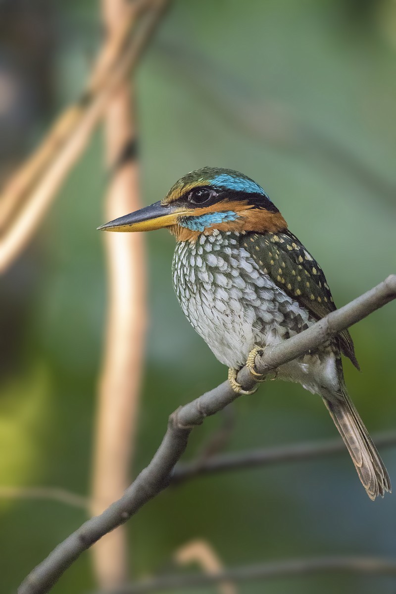 Spotted Kingfisher - ML213296371