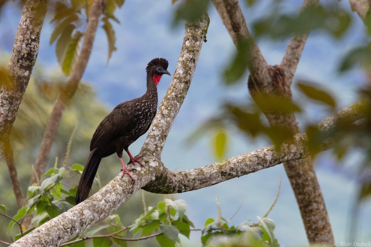 Crested Guan - ML213297381