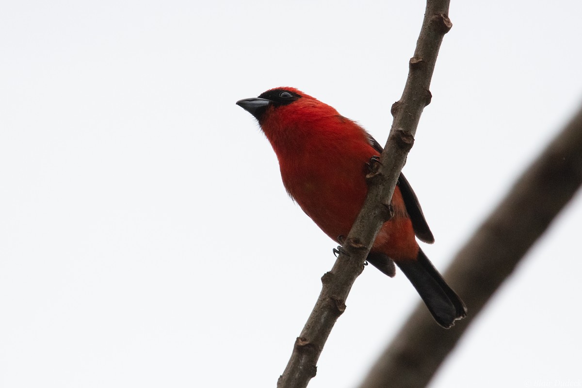 White-winged Tanager - ML213297581