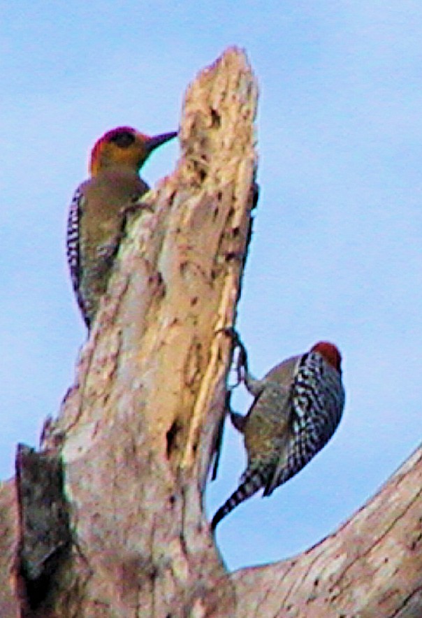 Golden-cheeked Woodpecker - Lilian Saul