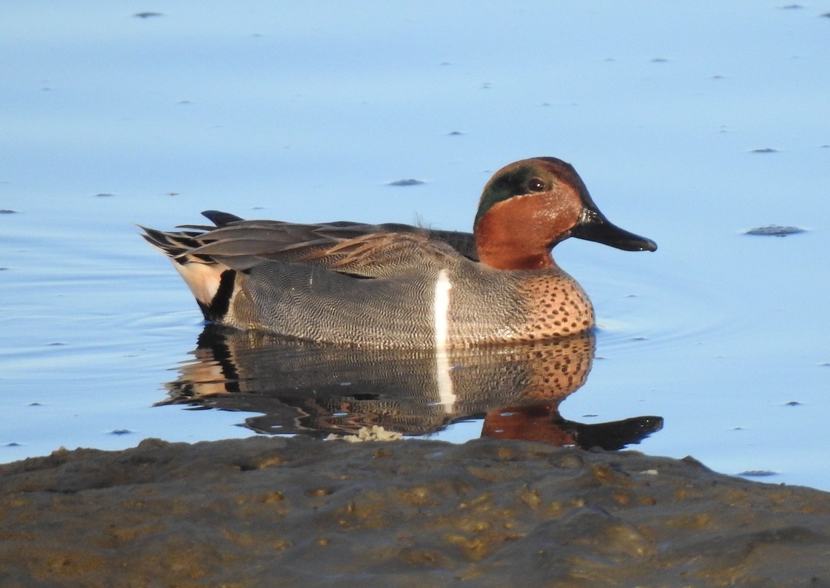 Green-winged Teal - ML213305611
