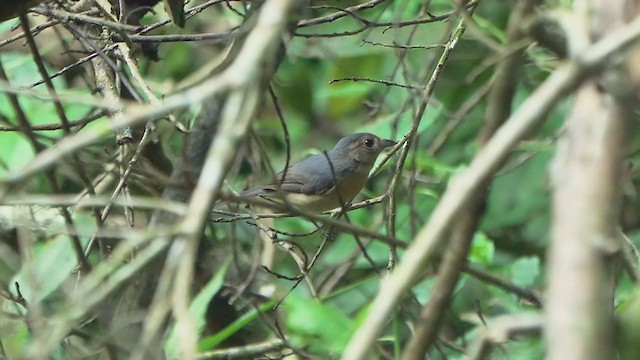 Gray-throated Chat - ML213308901