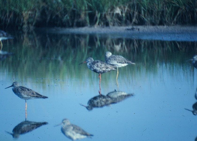Spotted Redshank - ML213312551