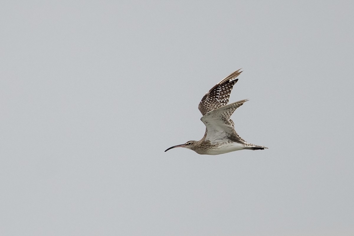 Whimbrel (Steppe) - ML213313561