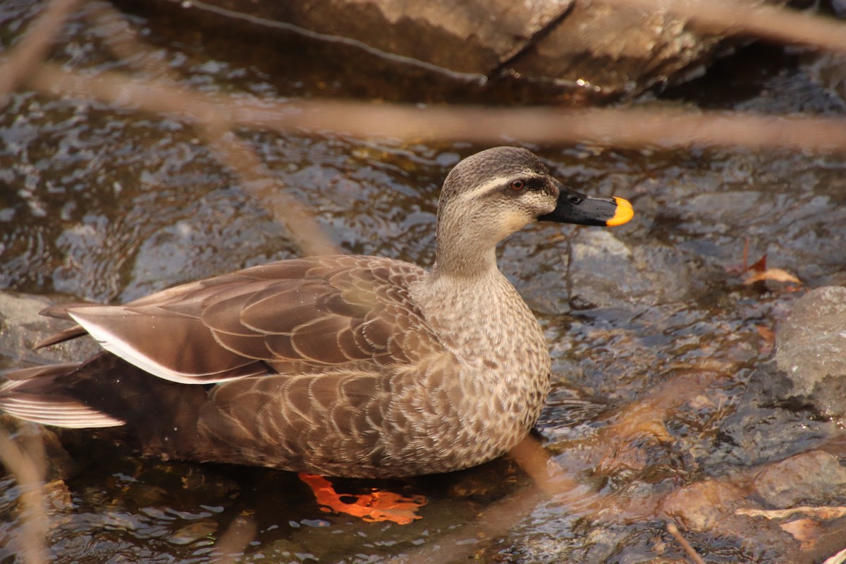Eastern Spot-billed Duck - ML213315151