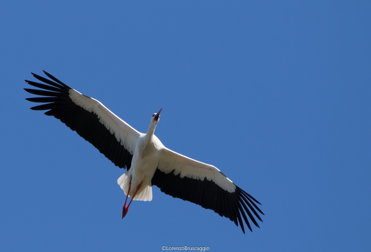 White Stork - Lorenzo  Bruscaggin