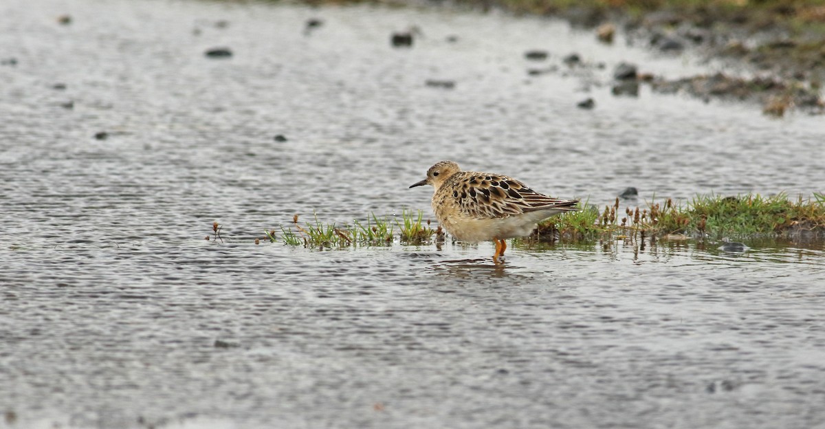Buff-breasted Sandpiper - Andrew Steele