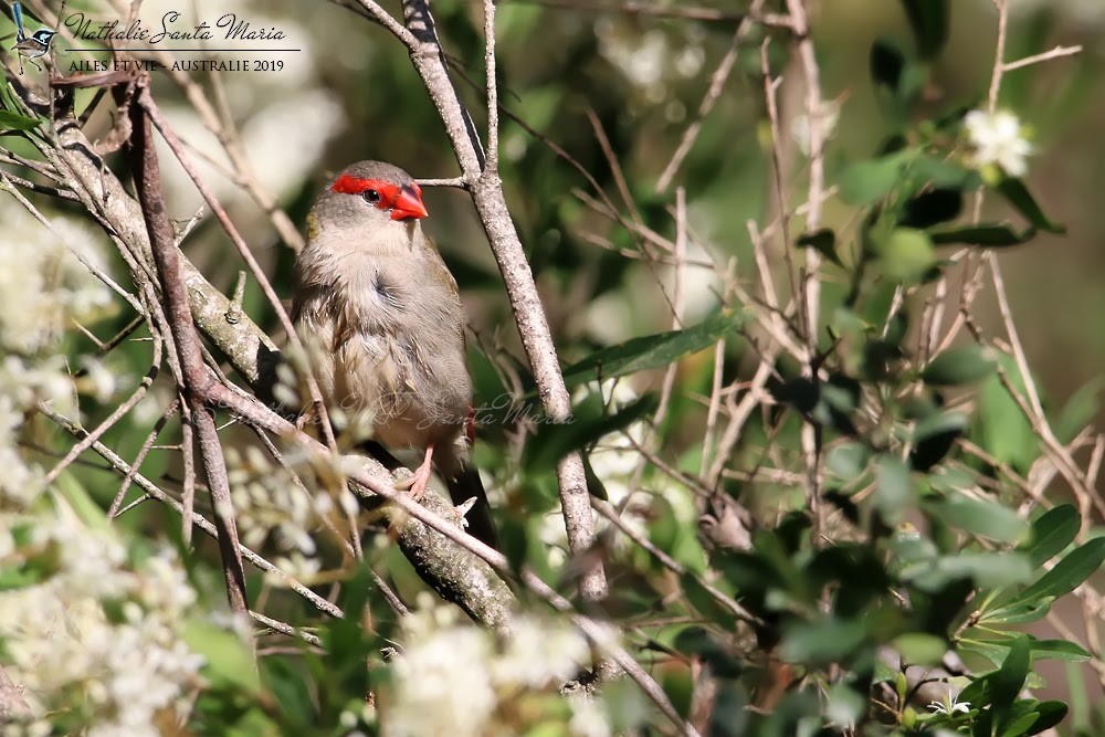 Red-browed Firetail - ML213320971