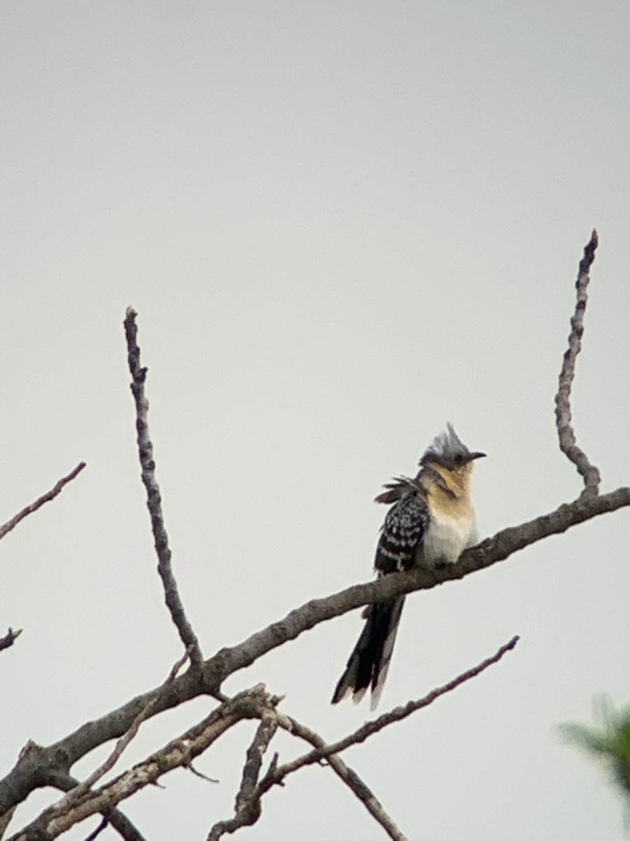 Great Spotted Cuckoo - ML213321471