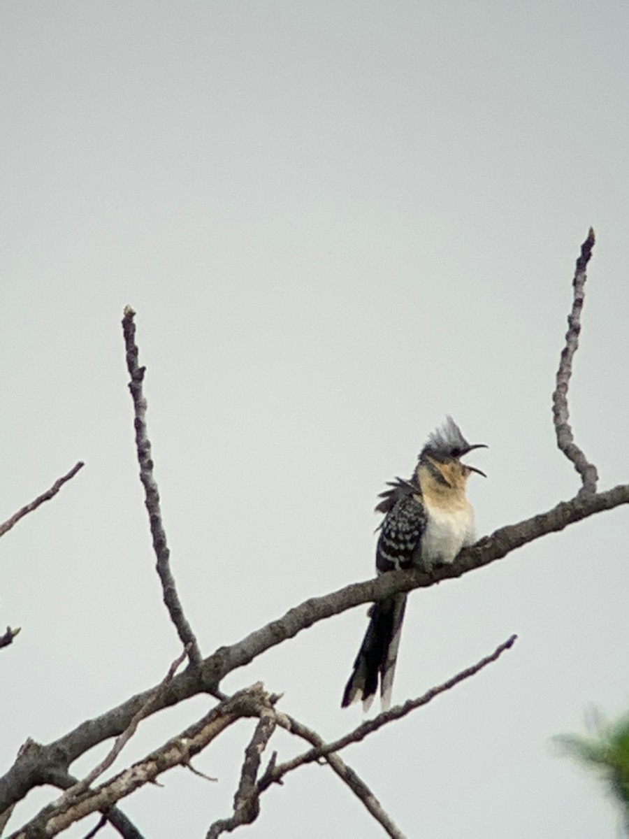 Great Spotted Cuckoo - ML213321521