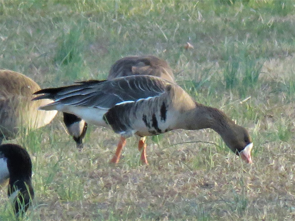 eBird Checklist - 23 Feb 2020 - Herrington Harbour goose field - 2 species