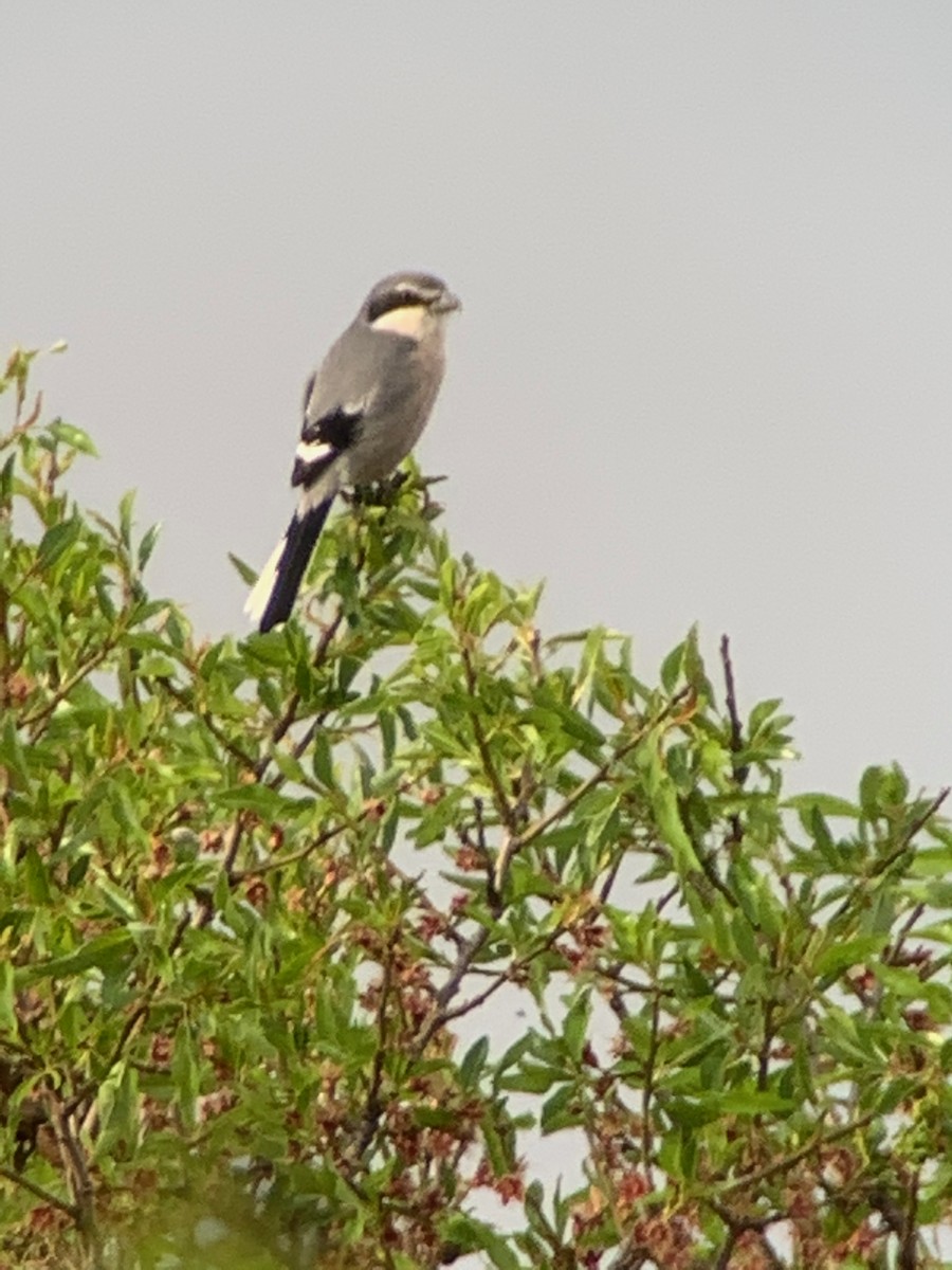 Iberian Gray Shrike - ML213322131
