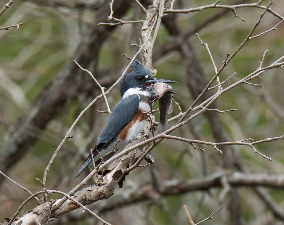 Belted Kingfisher - Jack and Shirley Foreman