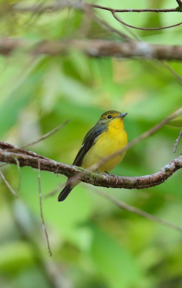 Green-backed Flycatcher - Ng SH