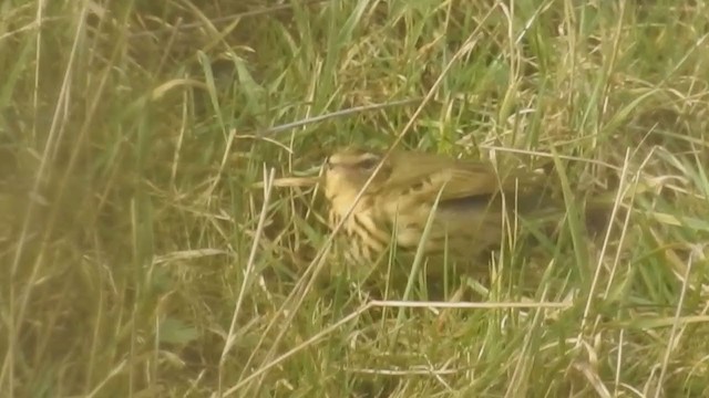 Olive-backed Pipit - ML213333241