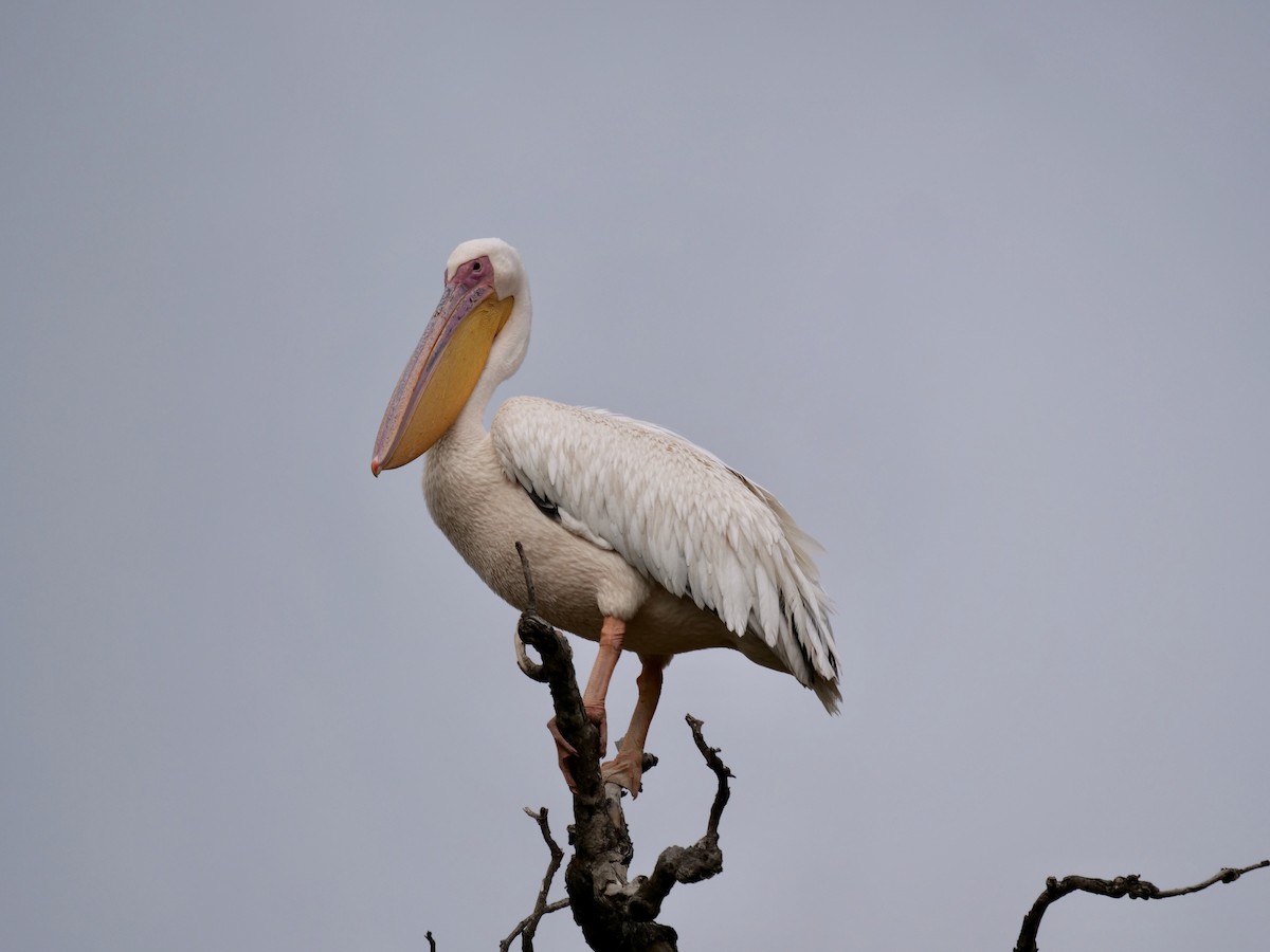 pelikán bílý - ML213334411