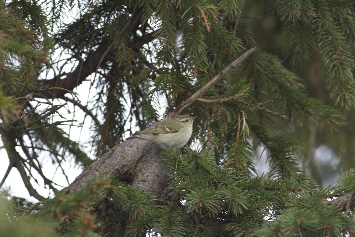 Hume's Warbler - ML213335321
