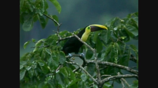Yellow-throated Toucan (Chestnut-mandibled) - ML213335331