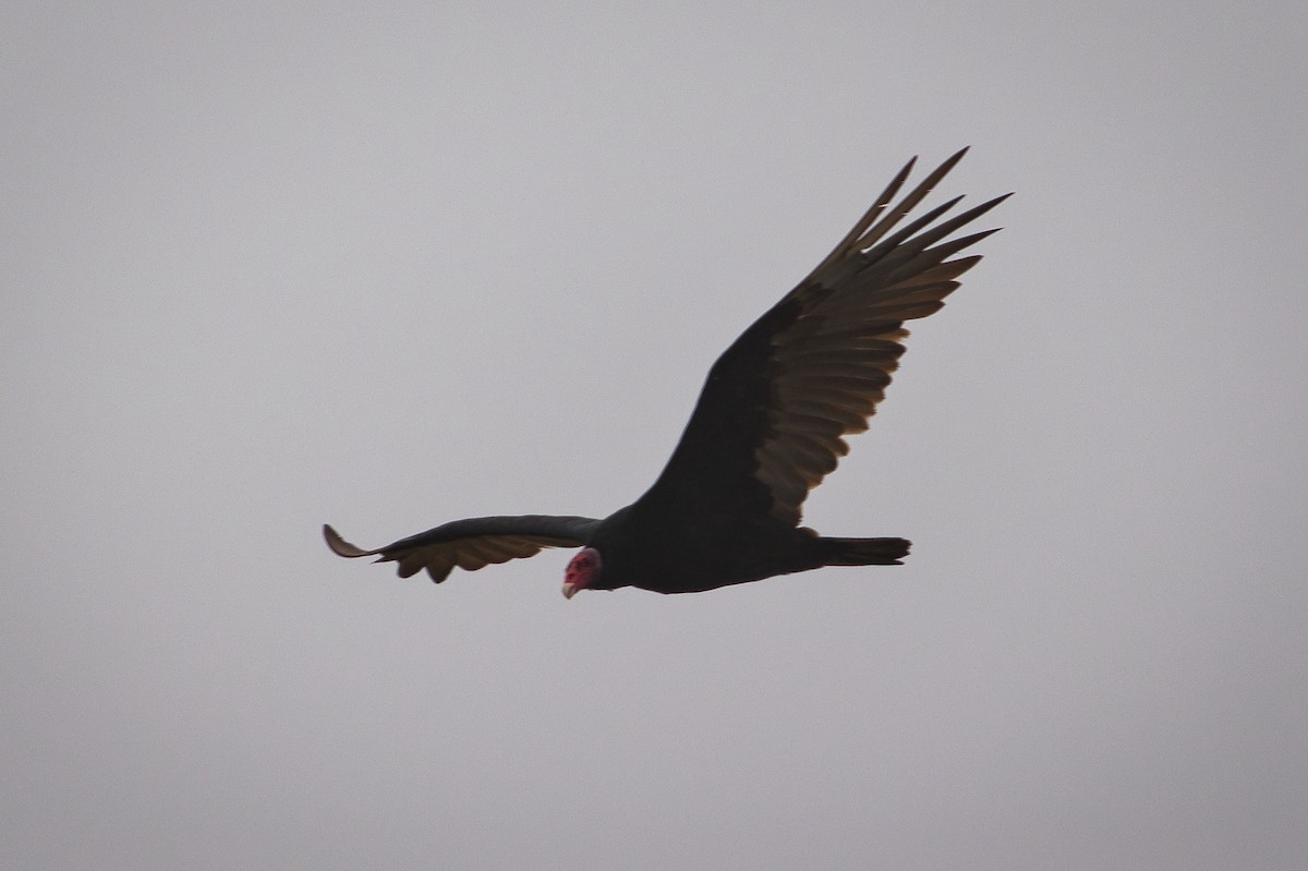 Turkey Vulture - ML213339521