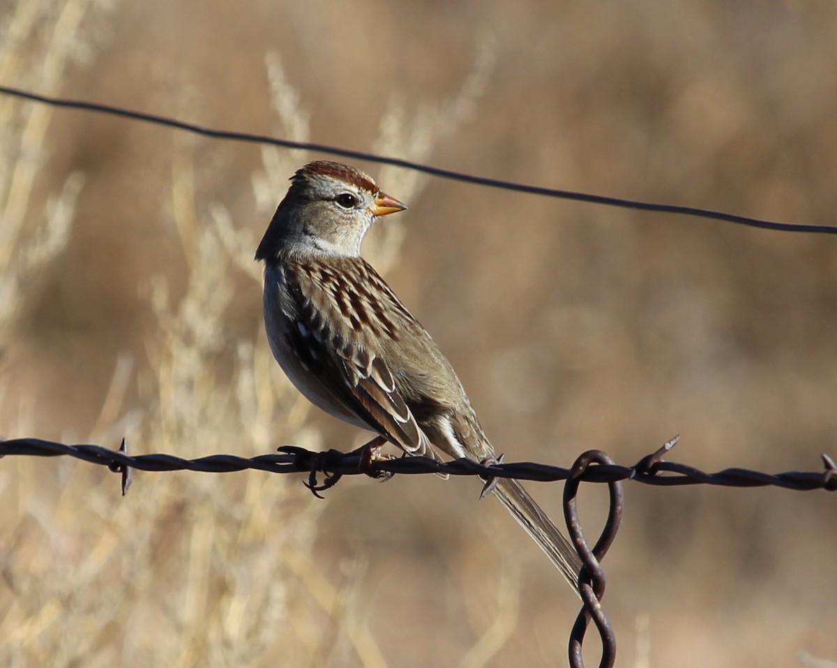 White-crowned Sparrow - ML21334021
