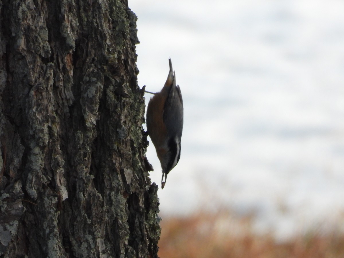 Red-breasted Nuthatch - Manny Salas