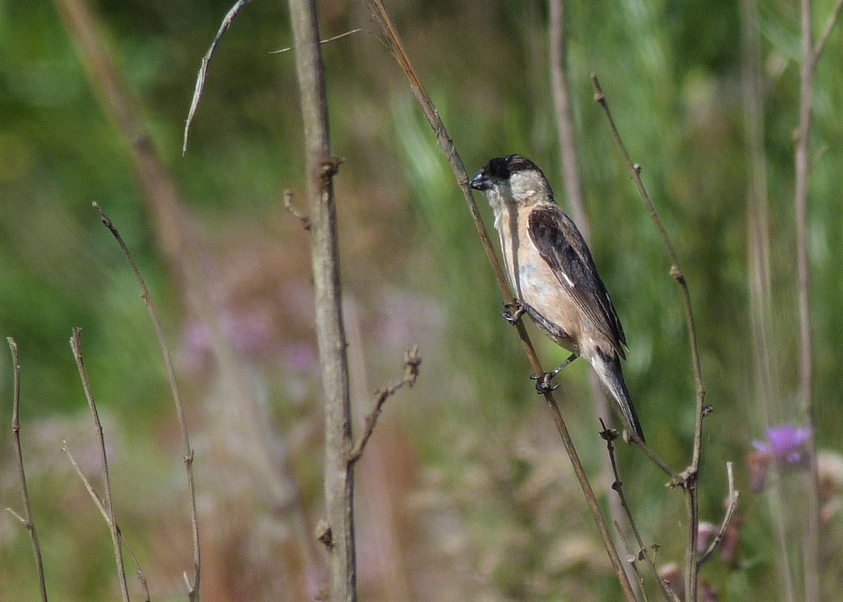 Pearly-bellied Seedeater - ML213345281