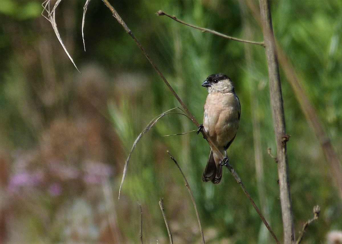 Pearly-bellied Seedeater - ML213345291