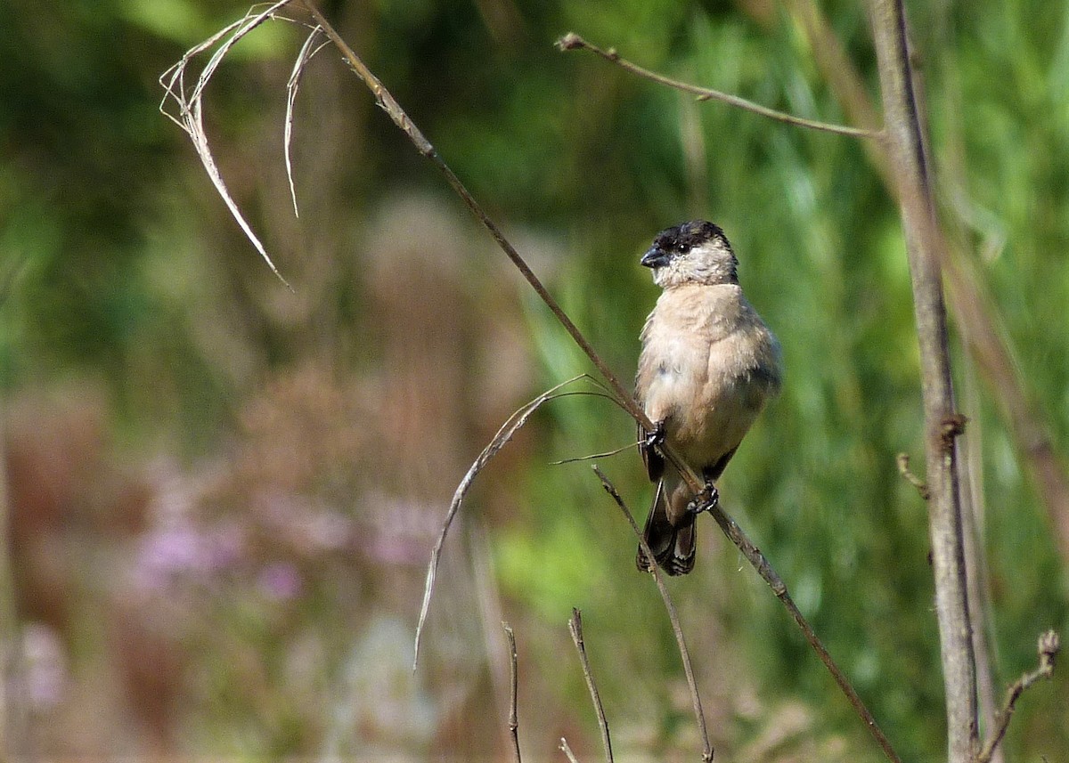 Pearly-bellied Seedeater - ML213345321