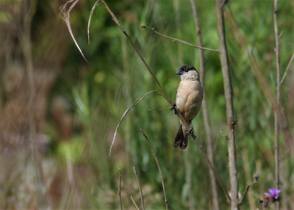 Pearly-bellied Seedeater - ML213345331