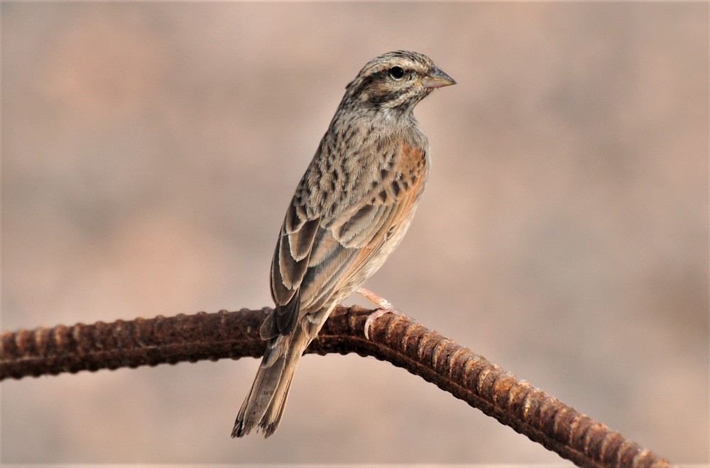 Striolated Bunting - ML213352131