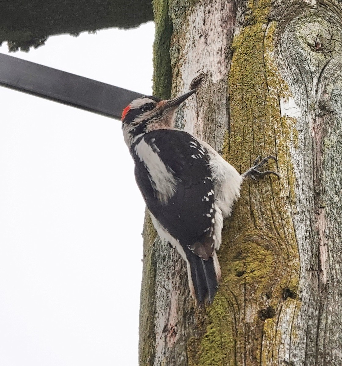 Hairy Woodpecker - Brian Avent