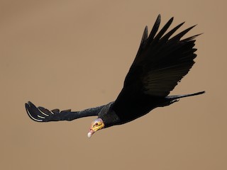  - Greater Yellow-headed Vulture