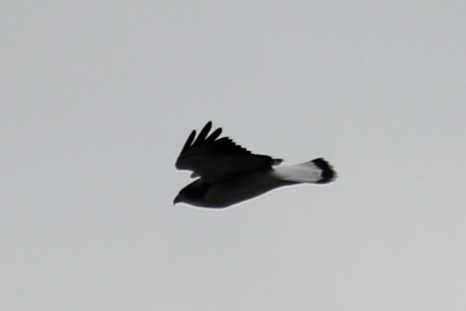 White-tailed Hawk - ML213359201