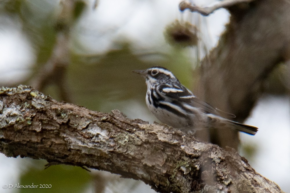 Black-and-white Warbler - ML213360871
