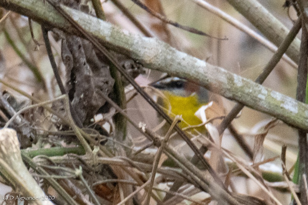 Rufous-capped Warbler - ML213361061