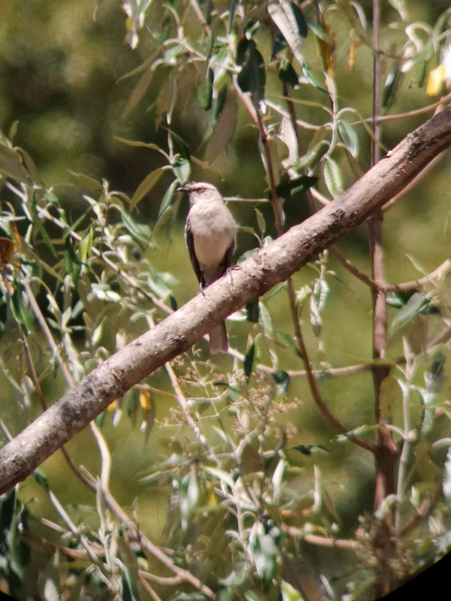 Tropical Mockingbird - Agniel Trejos