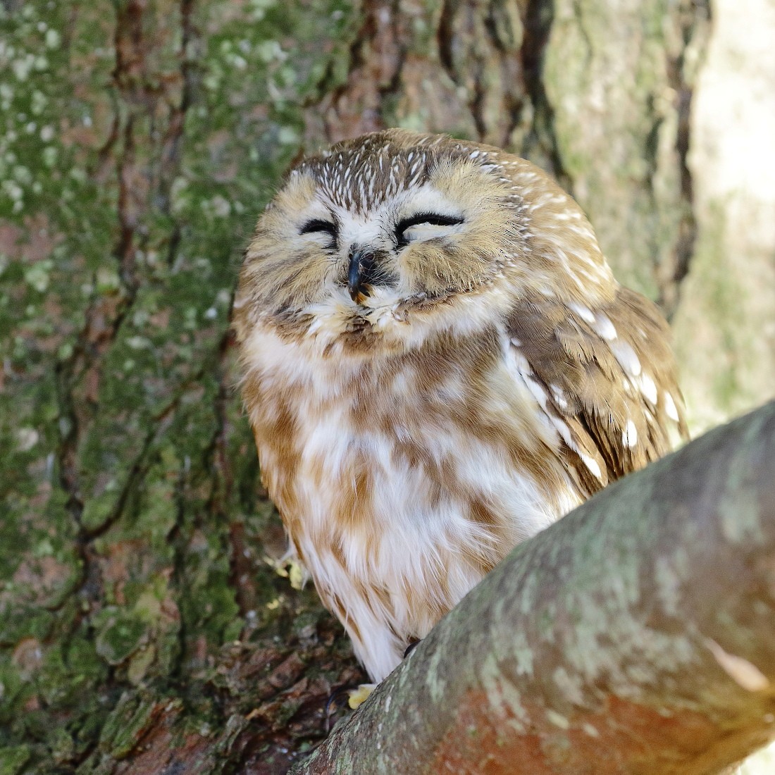 Northern Saw-whet Owl - Allen Woodliffe