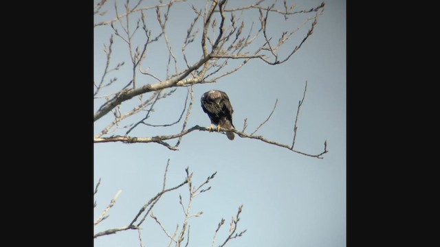 Red-tailed Hawk (Harlan's) - ML213364591