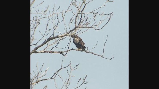 Red-tailed Hawk (Harlan's) - ML213364621