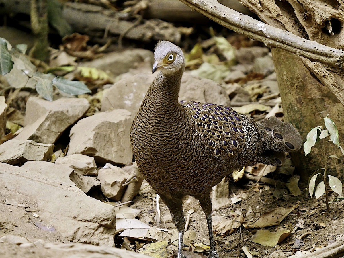 Gray Peacock-Pheasant - Mark Andrews